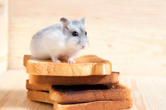 Jungar hamster on a small bread toasts