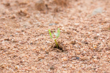 The new life of plants, plants are sprouting and growing, of the