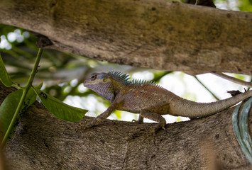 Iguana lizard on tree, Thailand