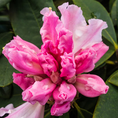 Budding Rhododendron