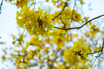 Yellow Pui Flowering with Blue Sky