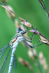 Emerald damselfly (Lestes sponsa)