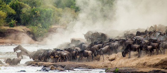 Wildebeests are crossing Mara river. Great Migration. Kenya. Tanzania. Masai Mara National Park. An excellent illustration. - obrazy, fototapety, plakaty
