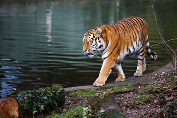 Tiger at the watering