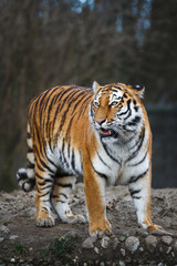 Fototapeta na wymiar The siberian tiger