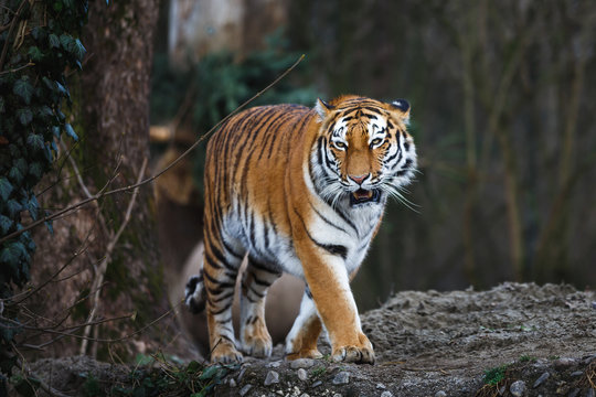 The siberian tiger