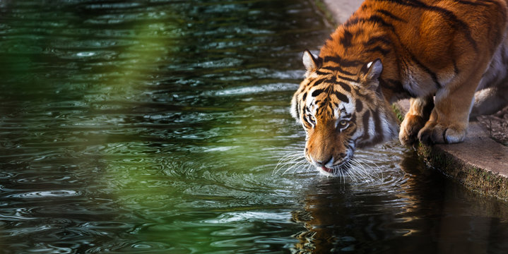 Fototapeta Tiger at the watering