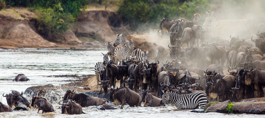 Wildebeests are crossing Mara river. Great Migration. Kenya. Tanzania. Masai Mara National Park. An excellent illustration.