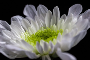 Obraz premium Side view of white chrysanthemum