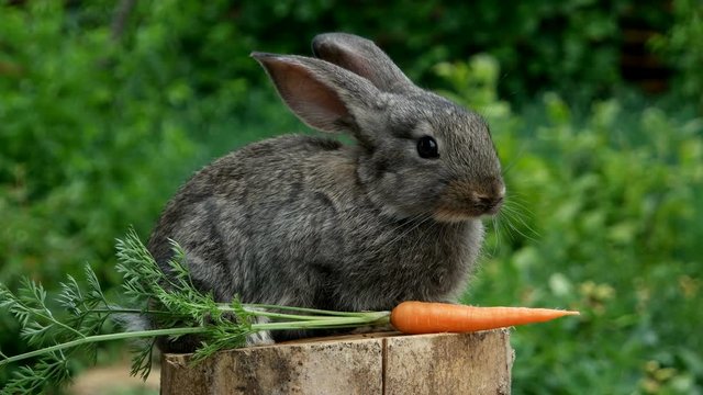 Rabbit. Beautiful animal of nature