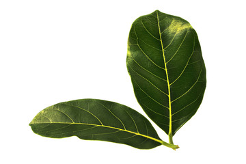 Green jackfruit leaf isolated on white background