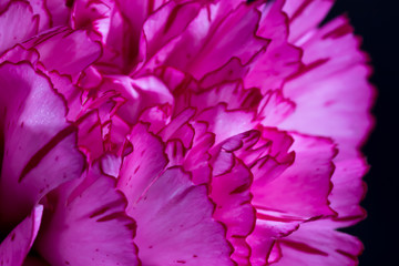 Closeup of carnation petals