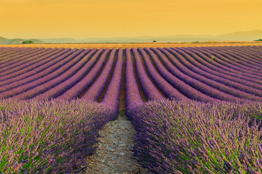 Beautiful colors purple lavender fields near Valensole, Provence