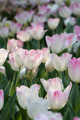Obraz na płótnie Canvas white and pink tulip.