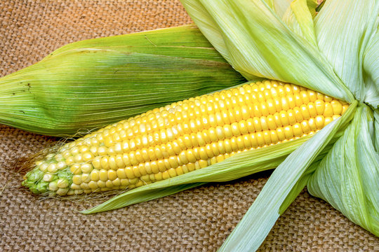 Fresh corns on sack background