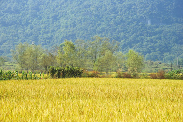The beautiful rural scenery in autumn