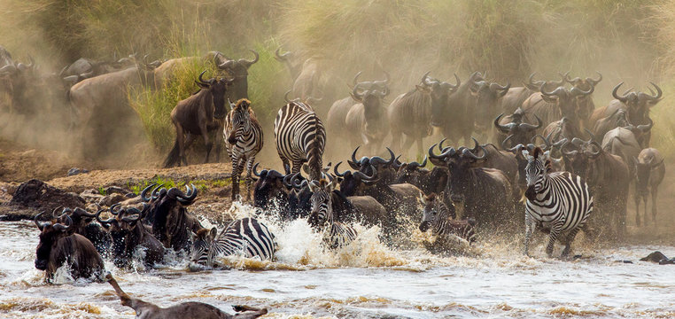 Wildebeests are crossing Mara river. Great Migration. Kenya. Tanzania. Masai Mara National Park. An excellent illustration. © gudkovandrey