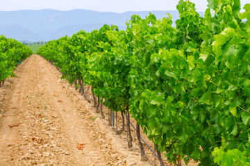 Fototapeta na wymiar Vineyard in the wine region