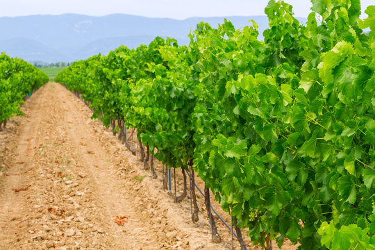 Vineyard In The Wine Region