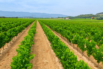 Fototapeta na wymiar Vineyard in the wine region