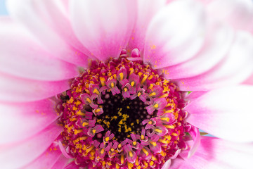 Pink Gerbera Daisy centre