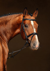 Purebred dressage horse, portrait of a bay stallion with bridle 

