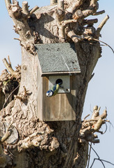 Blue tit diving out of nest box