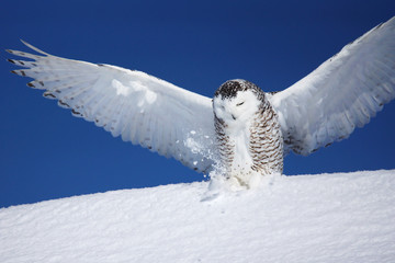 Snowy owl with open wings © Sylvie Bouchard