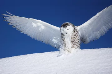 Papier Peint photo autocollant Hibou Harfang des neiges aux ailes ouvertes