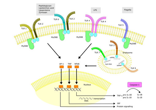 The toll-like receptors family (tlr) and their actions