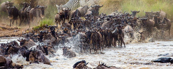 Wildebeests are crossing Mara river. Great Migration. Kenya. Tanzania. Masai Mara National Park. An excellent illustration.