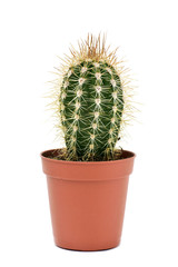 Cephalocereus euphorbioides cactus