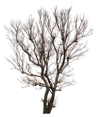 Fototapeta na wymiar Single old and leafless tree isolated on white background