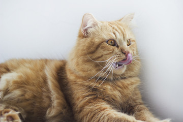 Cute brown cat pet sitting, adorable kitten looking at camera. furry mammal isolated on white background