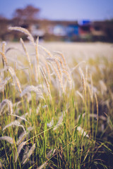 Imperata cylindrica Beauv of Feather grass in nature