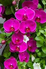 Beautiful Violet Orchid Flowers in the garden