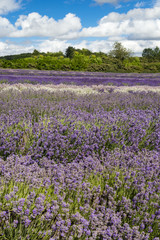 Fototapeta premium Lavender cultivation, farming and harvesting