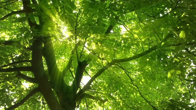 Sonnenstrahlen fallen verzaubernd durch gr&uuml;ne Bl&auml;tter
