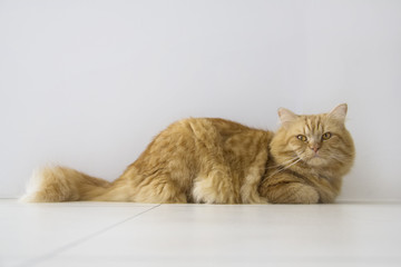 Cute brown cat pet sitting, adorable kitten looking at camera. furry mammal isolated on white background