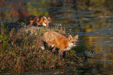 Red Fox (Vulpes vulpes) Gazes Out Another Behind