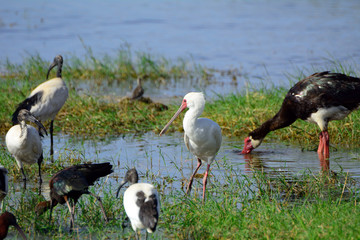 Glossy and sacred ibises, african spoonbill and a spur-winged go