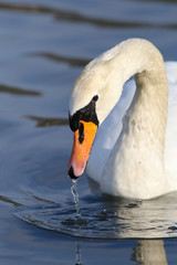 Obraz premium Höckerschwan