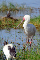 African spoonbill, Amboseli National Park, Kenya