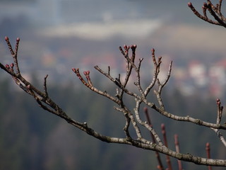 Gałęzie © afotos954