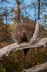 Porcupine (Erethizon dorsatum) on Branch Looks Out