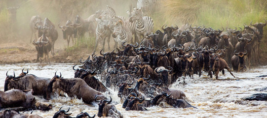 Wildebeests are crossing Mara river. Great Migration. Kenya. Tanzania. Masai Mara National Park. An excellent illustration.