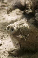 Fototapeta premium sanglier