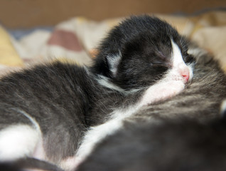 kitten lying on another kitten