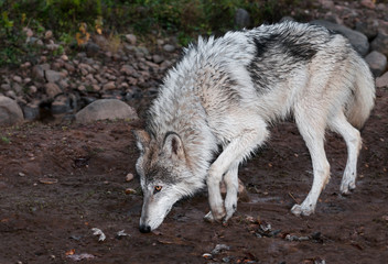 Grey Wolf (Canis lupus) Walks Left
