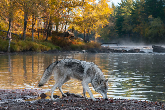 Fototapeta Grey Wolf (Canis lupus) Sniffs Along Riverbank